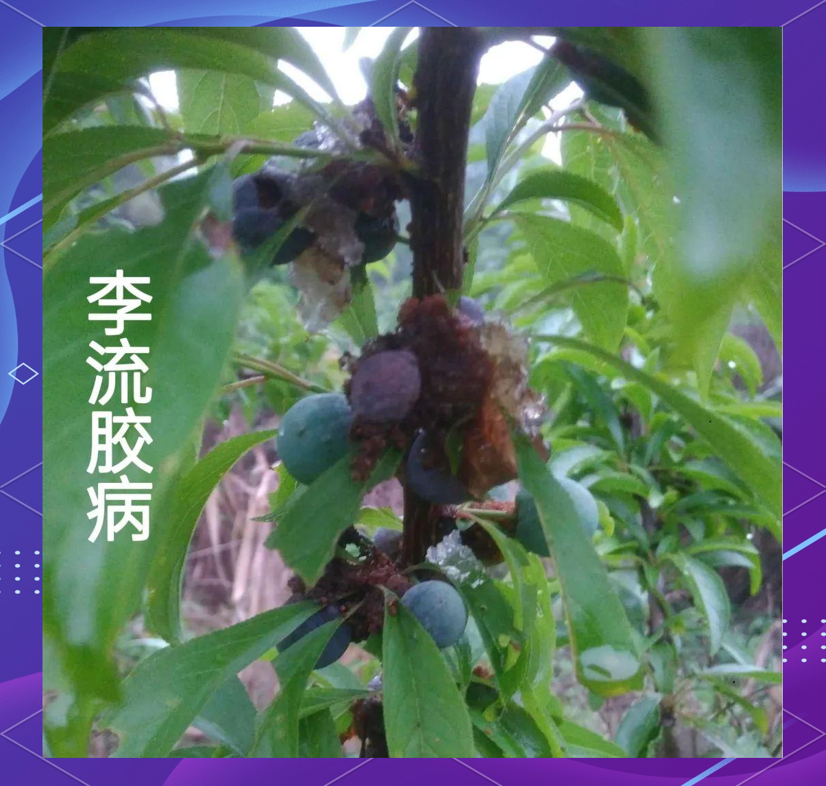 一棵李子树的主干中下部出现明显的褐色胶状物渗出,胶体已部分干涸形成硬块,周围树皮呈现开裂和变色现象,背景为典型的果园环境,阳光斜照,地面有落叶和杂草 李子树干流胶特写