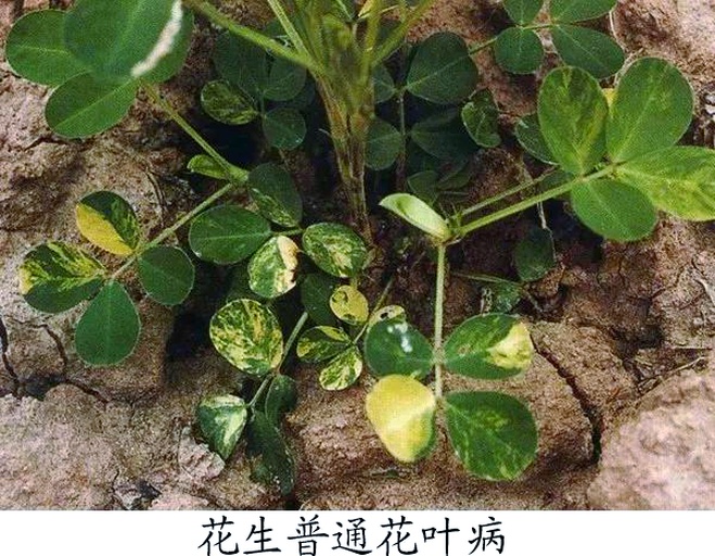 花生黄叶病典型症状对比图
