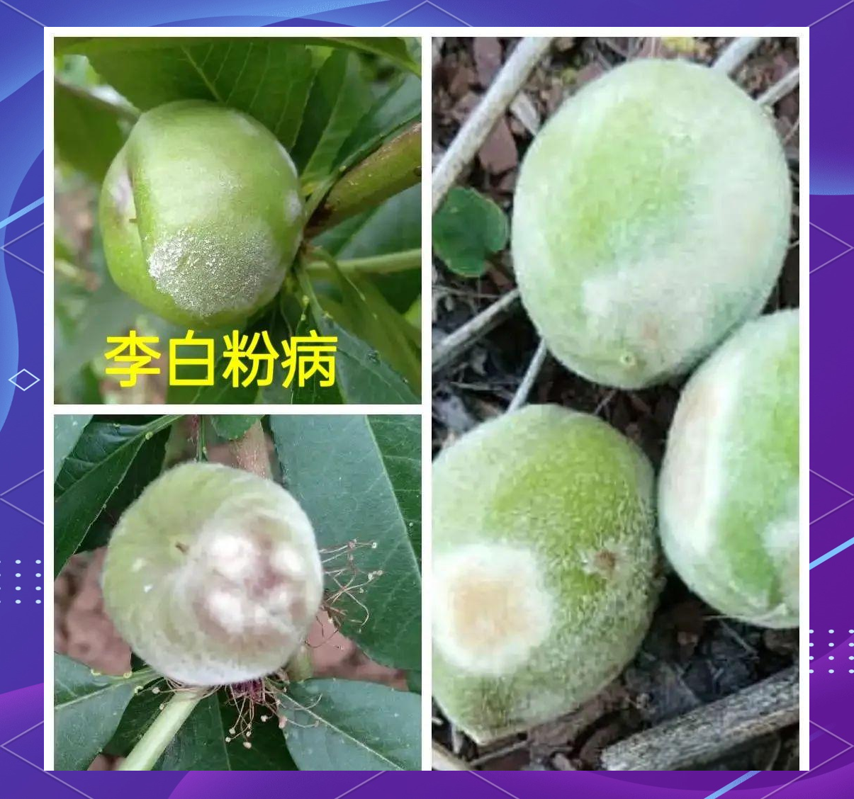 蓝莓白粉病实验室显微镜观察图像