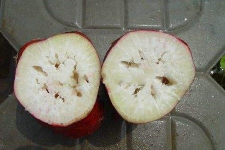 一根新鲜白萝卜被横向切开,可见明显的中心空腔,周围组织呈半透明海绵状,外圈皮层保持紧实白色,切面湿润但中心干枯,背景为厨房砧板 白萝卜横切面显示中心空洞与纤维化区域