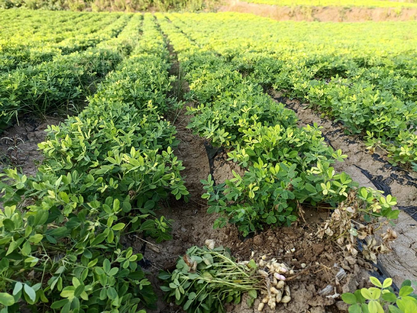 农民在田间检查花生出苗情况