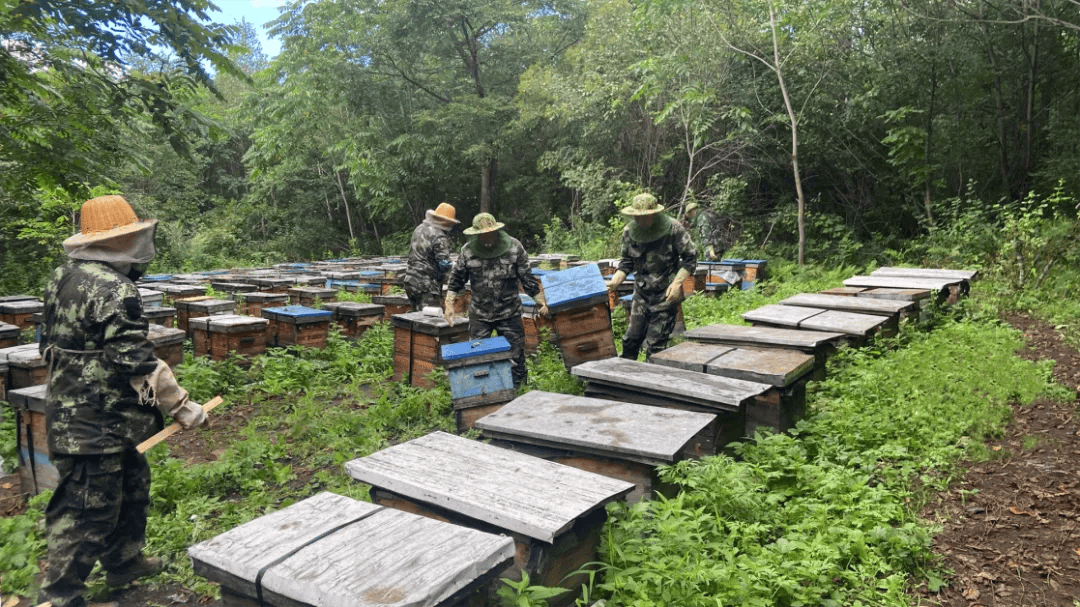 一名身穿白色防护服的养蜂人在清晨阳光下的蜂场工作,正在打开一个木质蜂箱检查蜂巢框,周围摆放多个相同蜂箱,背景为绿色山林,体现自然生态养蜂环境 养蜂场景实拍图