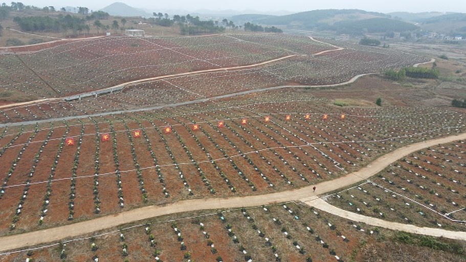 侧柏林立的墓园景观