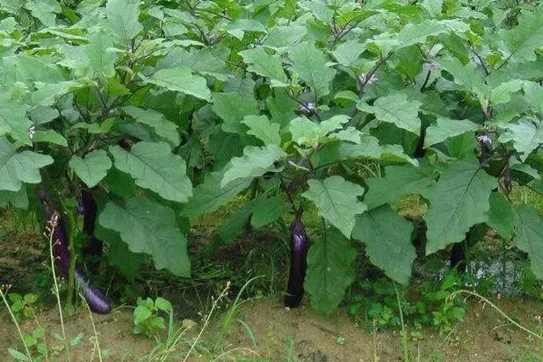 茄子田间双干整枝管理