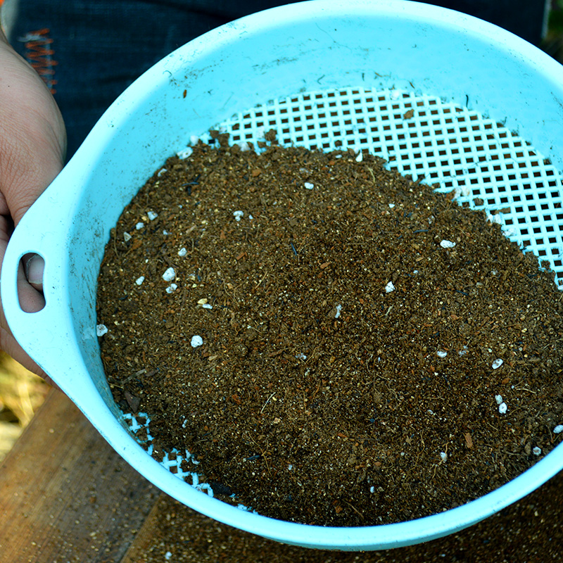 展示一块平整后的园地,工人正在使用锄头翻土,旁边堆放着腐熟的有机肥堆。背景有标尺显示畦面高度约15厘米,土壤呈疏松颗粒状,无明显积水痕迹。图中还插有pH试纸检测工具,表明正在进行土壤检测。 龙柏种植前土壤整地示意图