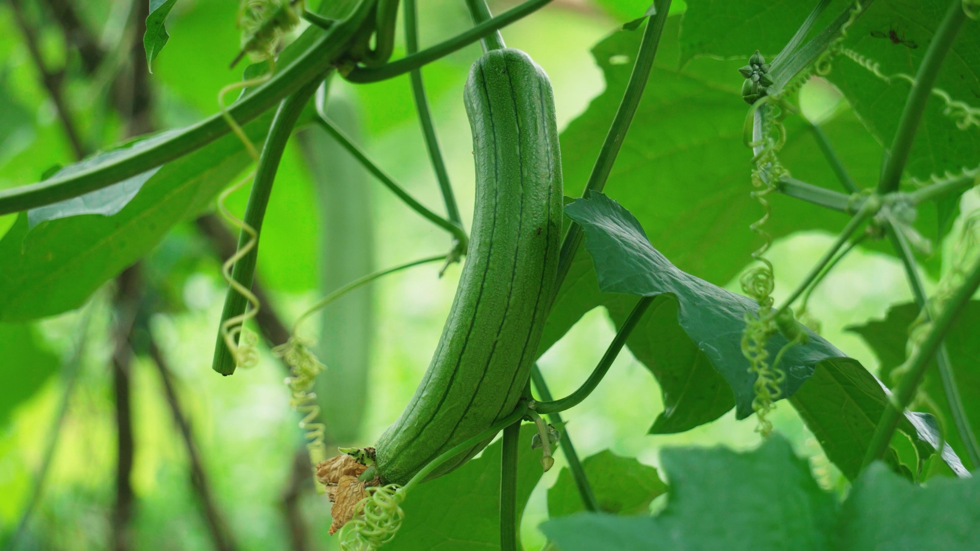 一株成熟的丝瓜植物,展示其藤蔓、叶片、花朵以及地下根系的完整形态;根部呈须状,带有褐色外皮,主根粗壮,周围分布细小侧根,土壤微湿,背景为田园环境 丝瓜植株全貌及根部特写