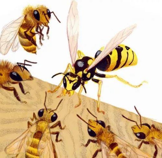 左侧为中华蜜蜂(Apis cerana cerana),体型较小,体色偏黑褐色,绒毛密集;右侧为意大利蜜蜂(Apis mellifera ligustica),体型较大,腹部条纹金黄相间,飞行活跃。背景为两种蜂群在蜂箱中的自然状态,展示其巢脾结构差异 中蜂与意蜂对比图