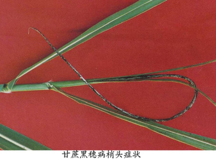 一张对比图表,左侧为健康黑皮甘蔗茎秆和叶片,颜色深紫绿、结构完整;右侧依次展示赤腐病(红色腐烂)、鞘腐病(叶鞘褐斑+菌丝)、花叶病(叶片条纹花叶)的典型症状,便于农户对照识别不同病害 黑皮甘蔗病害诊断对比图