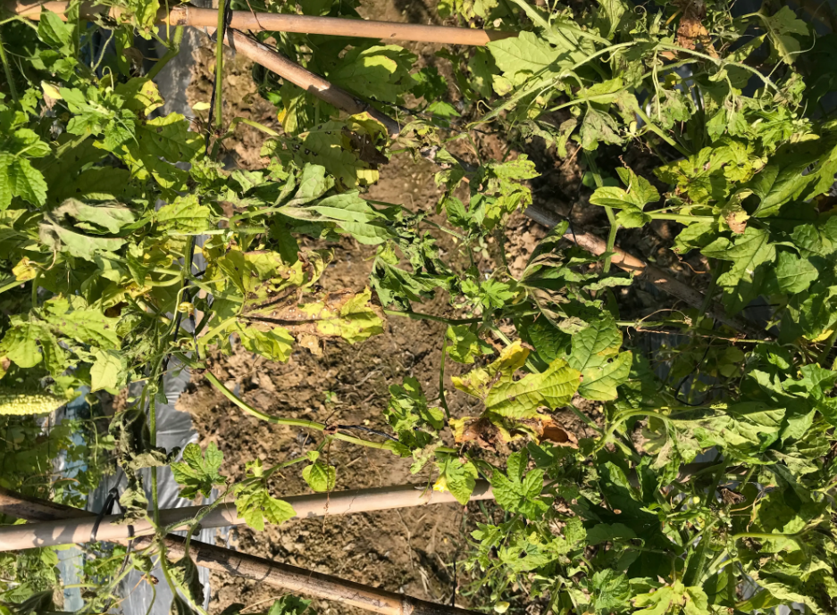 苦瓜枯萎病植株整体萎蔫症状