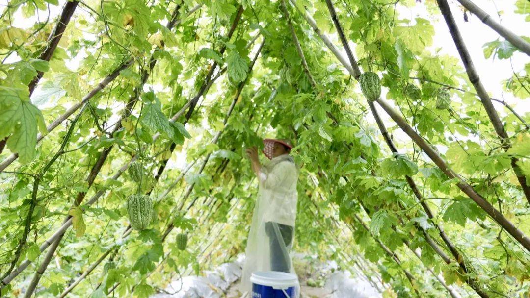 苦瓜采收与分拣现场