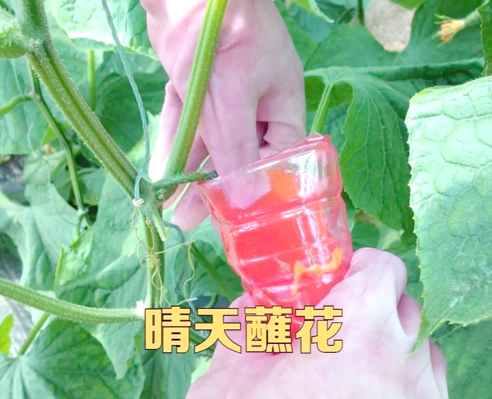 野外采摘红色浆果场景示意图
