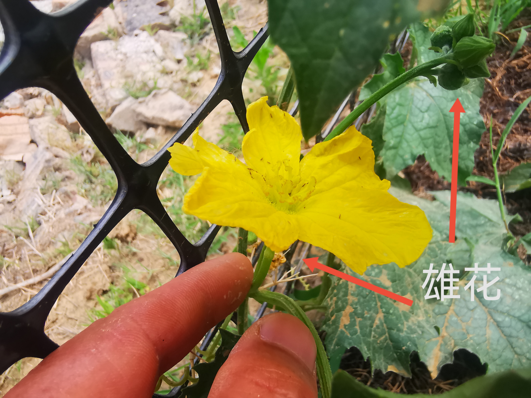 高清微距摄影:丝瓜雄花正面特写。花瓣5枚,呈鲜亮金黄色,边缘略反卷;花冠钟状,直径约3–4厘米;花萼5深裂,绿色,密被白色短柔毛;雄蕊5枚合生成筒状,花药黄色,已散粉;花丝纤细,基部具蜜腺;背景可见半透明蜡质叶面与细密卷须 丝瓜雄花特写:金黄色五裂花瓣,中心簇生5枚橙黄色雄蕊,花药饱满开裂,花萼绿色带绒毛,背景为翠绿藤蔓