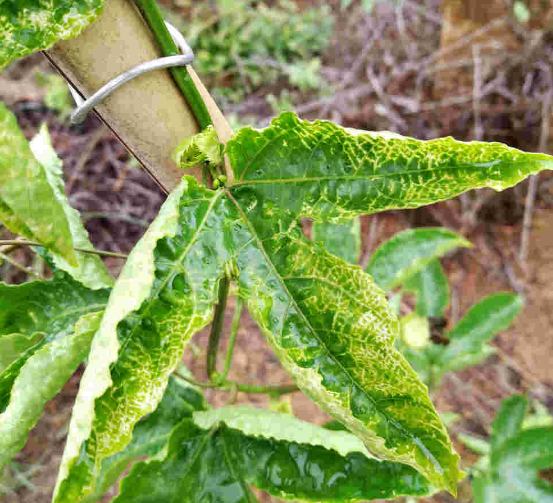 百香果典型缺素症状对比图