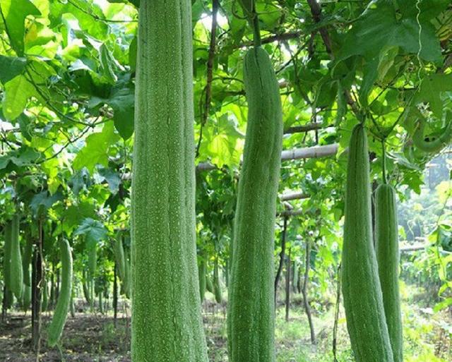 丝瓜植株与果实特写