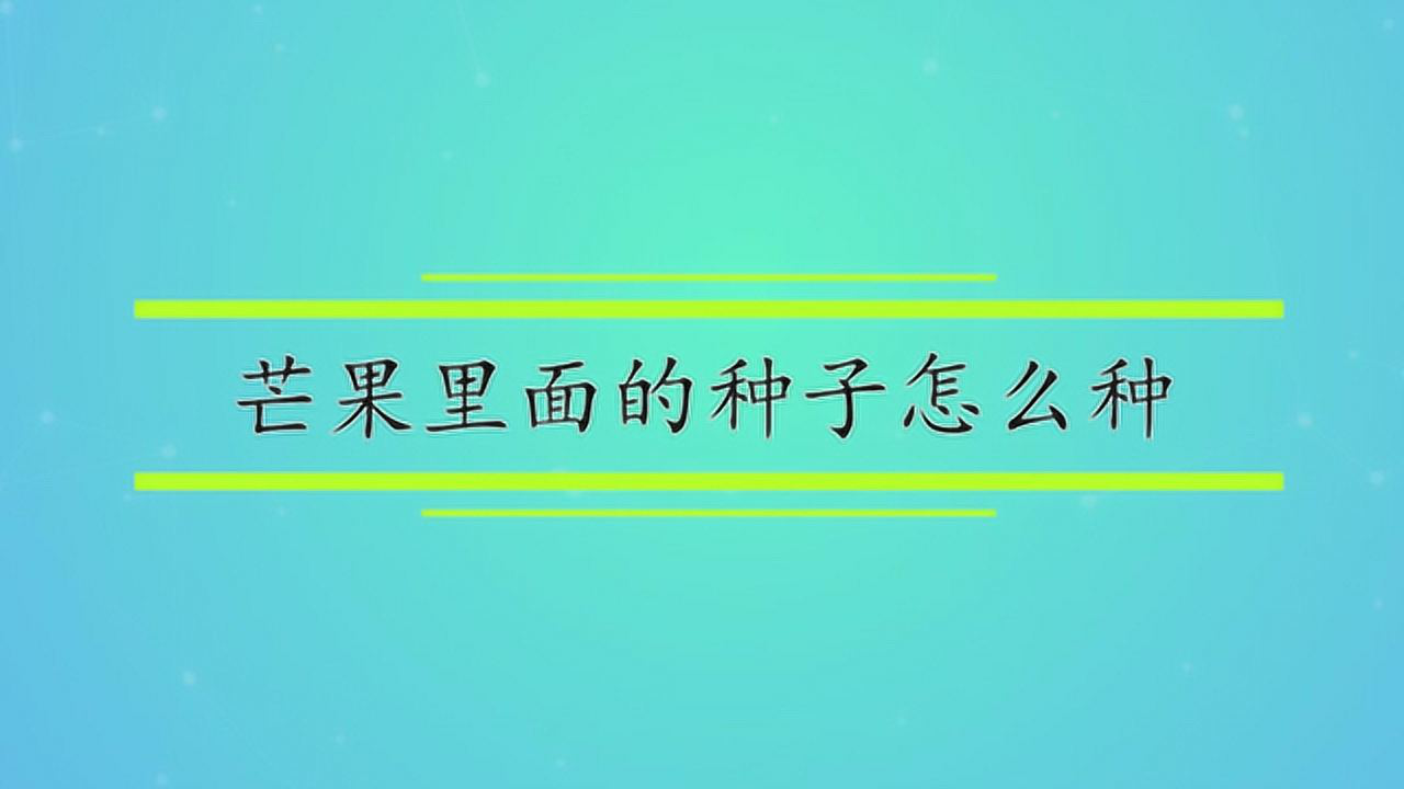 芒果种子催芽第10天实拍:展示种壳微裂与初生胚根形态,背景为白色陶瓷盘与湿润蓝纹纸巾,光线柔和自然 芒果种子催芽过程特写:带褐色纤维外壳的完整芒果核平放于湿润纸巾上,部分种壳已微裂,缝隙中透出约3mm长的乳白色胚根尖端