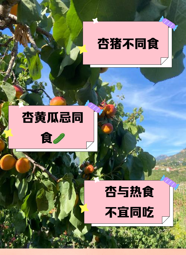 信息图表形式展示三种不宜与杏同食的食物:左侧为牛奶杯与杏并列打叉;中间为烤羊肉串与杏交叉打叉;右侧为药片与杏并列标注‘慎用’;配有简要文字说明 一张对比图展示不宜与杏同食的食物组合