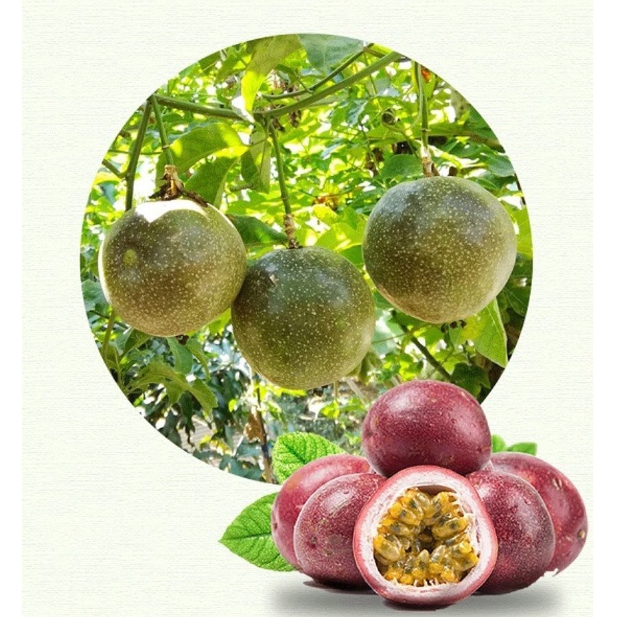 展示三颗百香果:一颗为鲜绿色未成熟状态,一颗为黄绿色过渡期,另一颗为深紫色带皱褶的完全成熟状态,背景为木质餐桌,旁边有一把水果刀和半个切开的百香果露出内部籽粒 百香果不同成熟阶段对比图