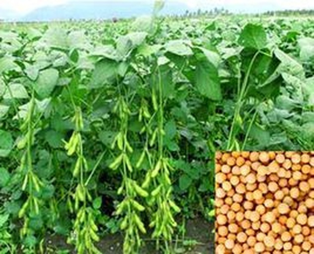 大豆植株特写