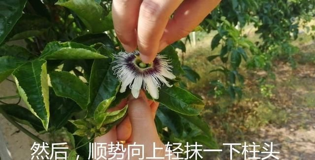 百香果人工授粉操作实景图