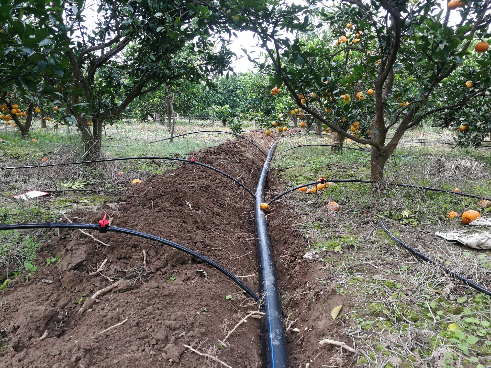 青见柑桔果园滴灌系统布置图