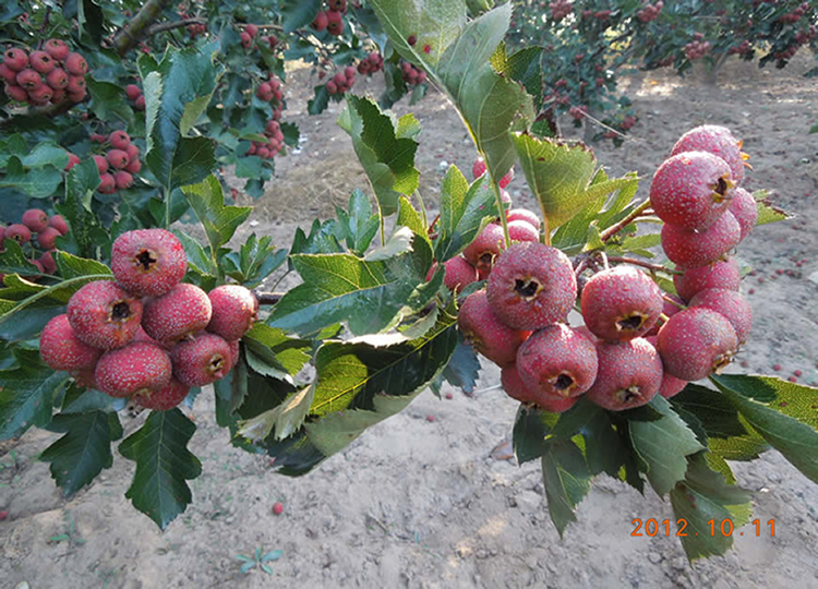 山楂果园实景图