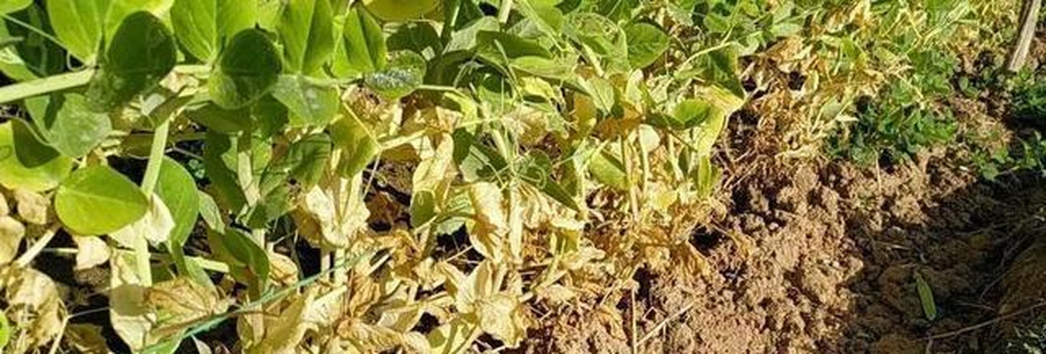 豌豆病虫害识别图谱