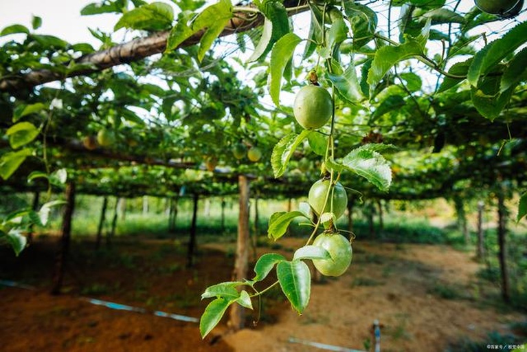 百香果种植园实景图