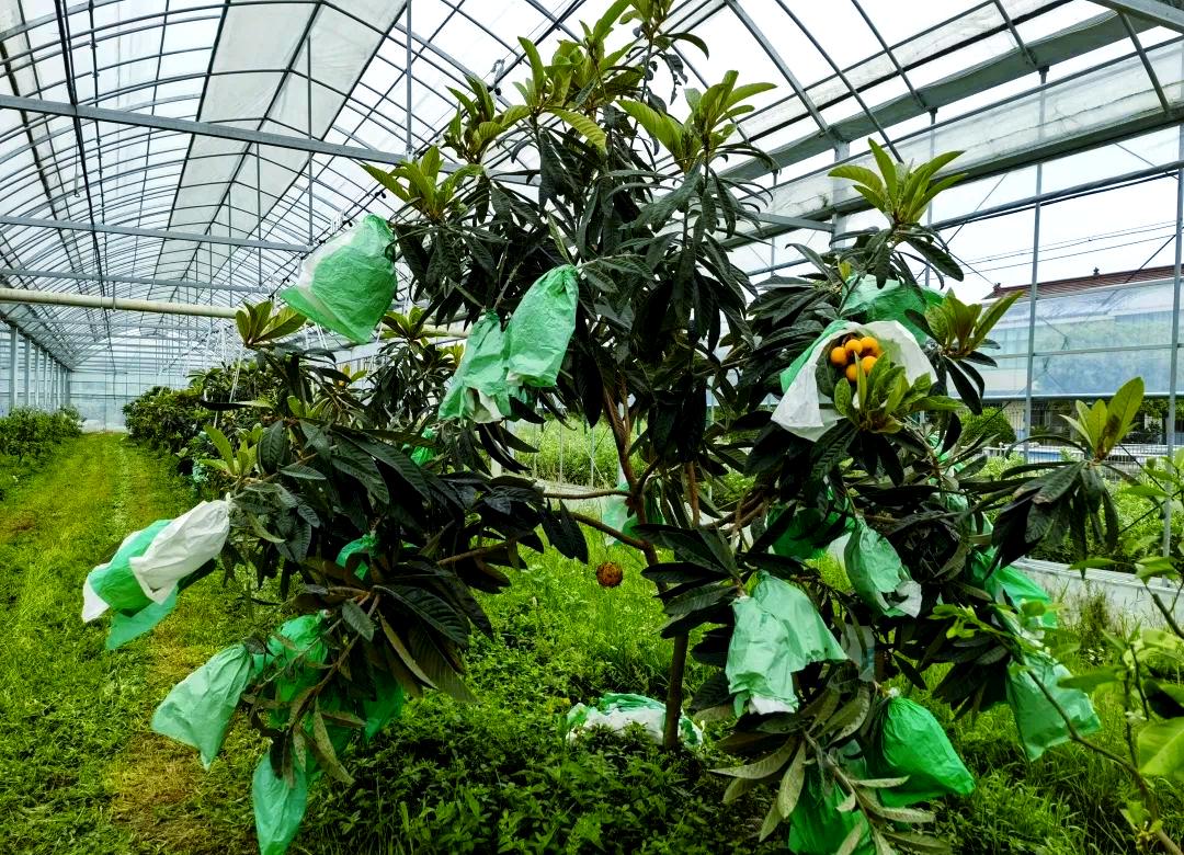 图片说明:一位技术人员正在现代化温室中检查枇杷植株的生长情况,背景可见自动温控设备、滴灌系统和悬挂的温湿度传感器,植株挂满幼果,叶片翠绿健康,体现智能化冬季管理场景 冬季枇杷大棚内部管理场景