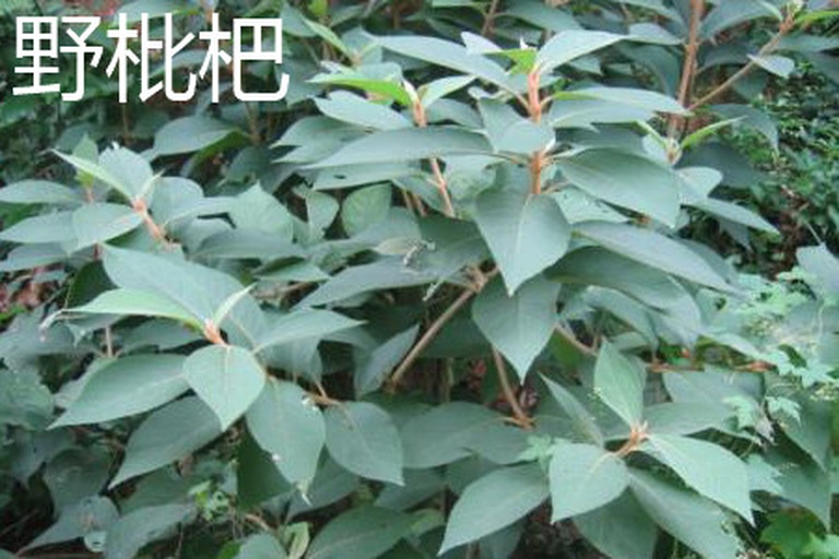 地枇杷藤新鲜藤茎特写，褐色带纵裂树皮，表面密被灰白色柔毛，节部膨大具气生根，藤茎直径约0.8–1.5 cm，背景为湿润红壤山地环境