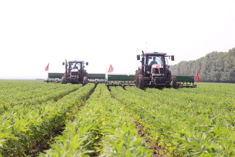 夏玉米贴茬播种现场，农民使用手推式播种器穿越麦茬地