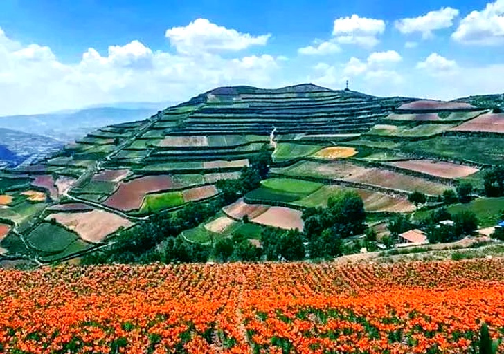 一片盛开中的天芥菜花田,背景为云雾缭绕的高山梯田,前景为整齐排列的白色花蕾植株,阳光洒落,露珠晶莹,农民正在手工采收花蕾,展现原生态种植环境 天芥菜花田全景