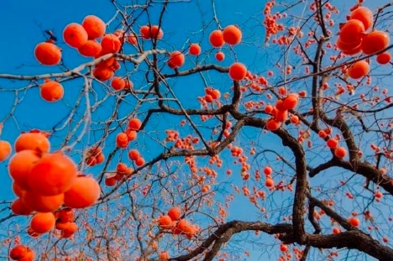 树上挂满成熟柿子的秋日景象