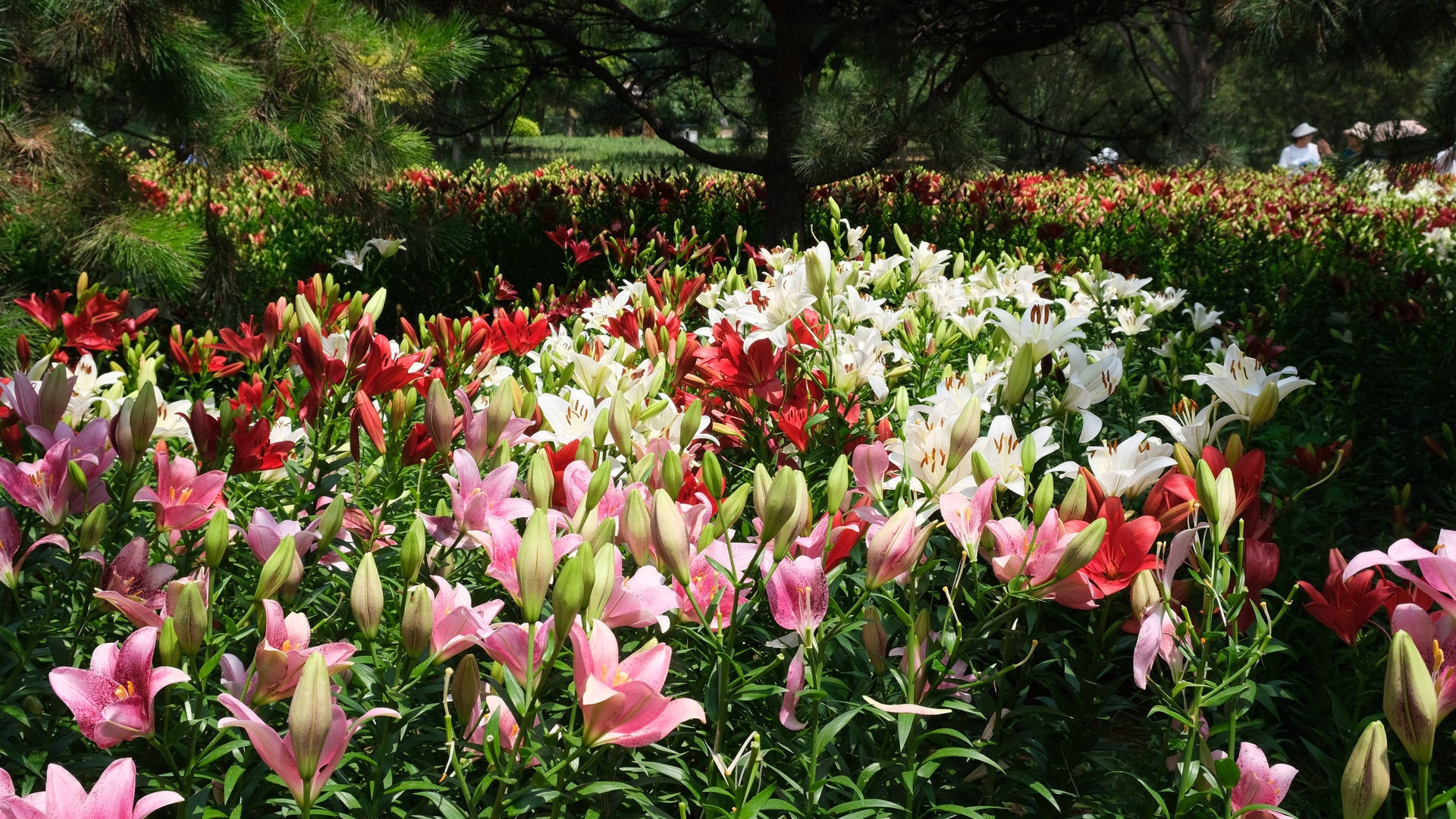 花园中的百合花丛