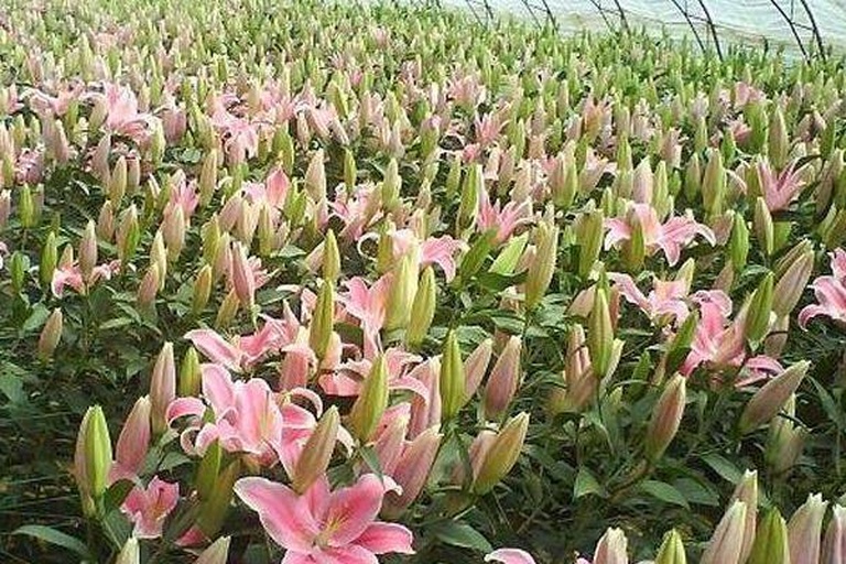 百合花期全程管理节点图:可视化呈现从种球到盛花的关键操作时序与技术符号,强化‘百合的花期是什么季节’的全过程可控性认知 百合花期管理关键节点示意图:横向时间轴标注“种球处理→定植→出苗→现蕾→初花→盛花→谢花”,各节点下方用图标标注对应操作(如冰晶图标表春化、灯泡图标表补光、水滴图标表控水),底部强调“三停一增”红色警示带