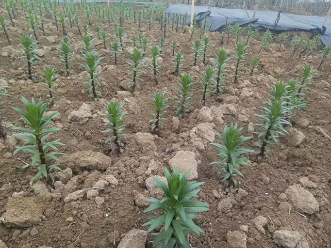 百合种植前土壤整地示意图