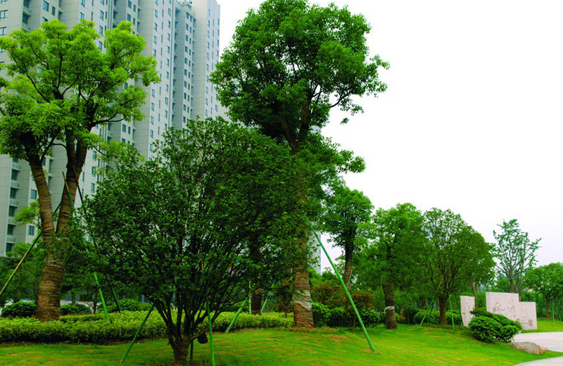 园林绿化带中的黑色果实植株全景