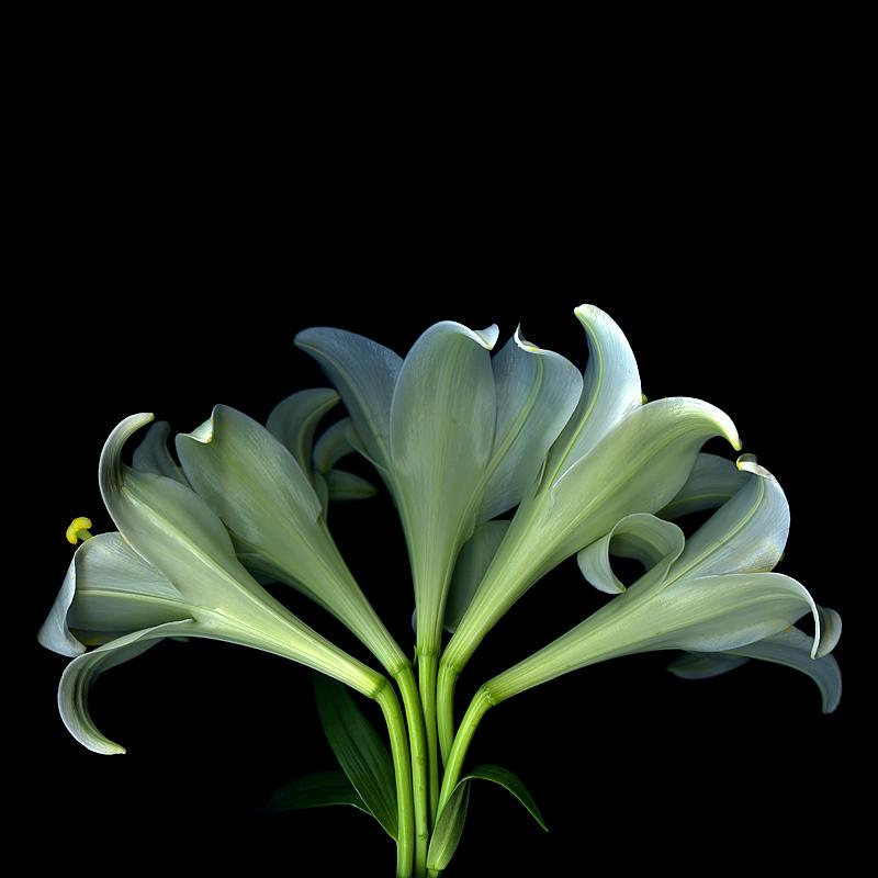 两位女性在花园中微笑交谈