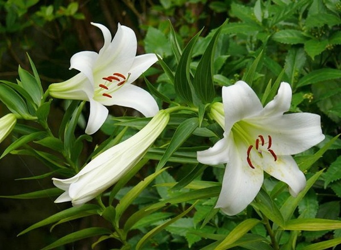 微距侧拍:两株盛花期百合并立于黑色园艺土上,左侧植株花苞初绽,花瓣微卷泛青;右侧植株已完全盛放,六瓣舒展,花药金黄,柱头湿润;两株茎秆间距约8cm,根部覆土自然衔接,无嫁接或捆绑痕迹,体现自然共生而非依附关系;背景虚化,突出‘同源而异态’的生命张力 百合双株并蒂生长特写