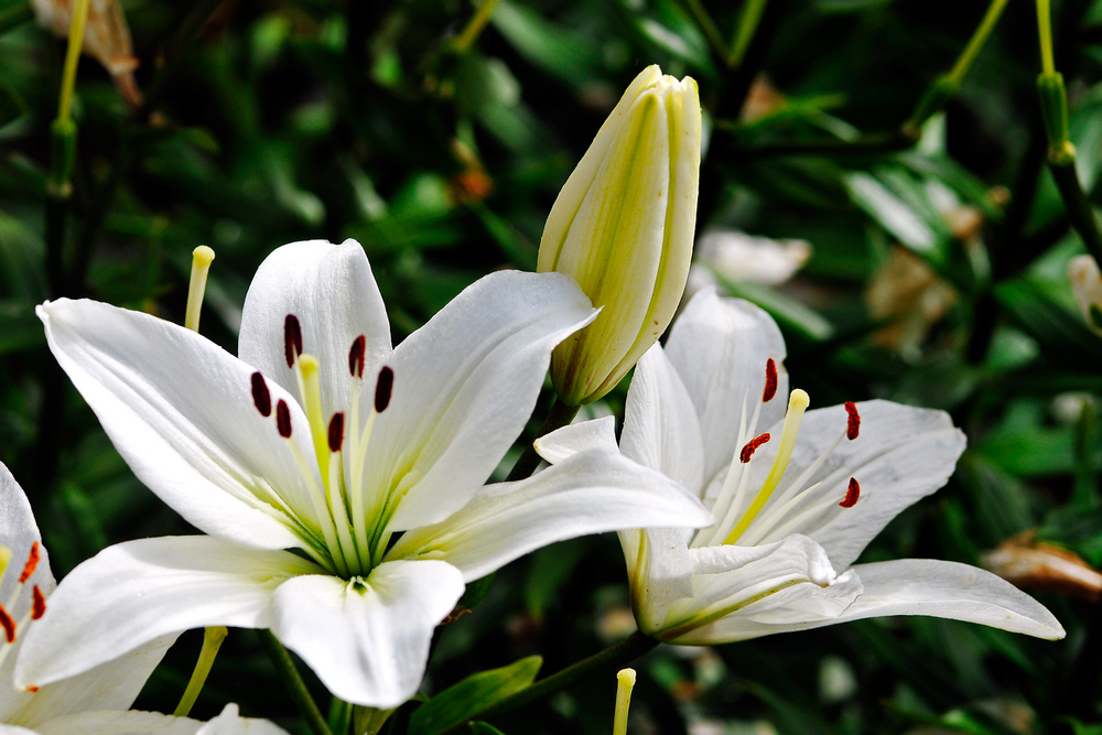 百合花特写