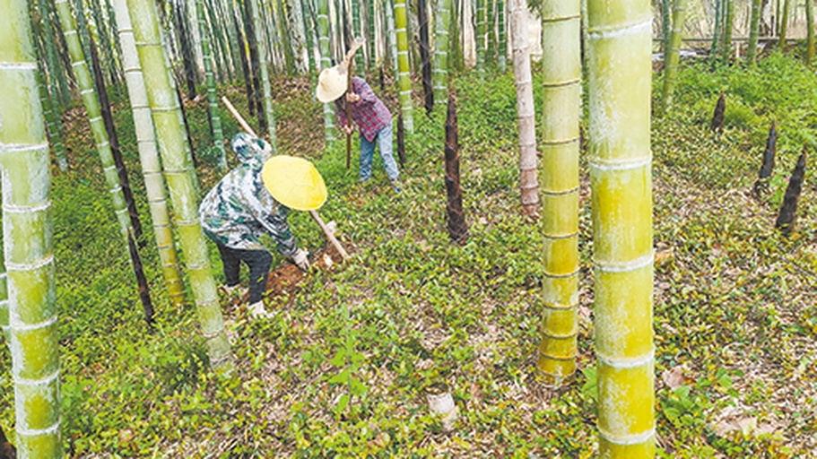 采笋人正在挖笋