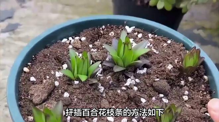 百合种子播种示意图