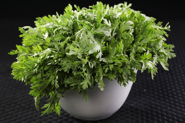 茼蒿与香菜植株对比图