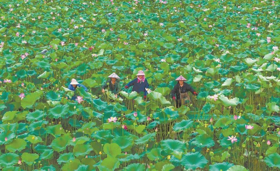 荷塘中成熟的莲蓬特写