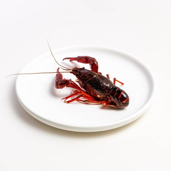 鲜活小龙虾特写