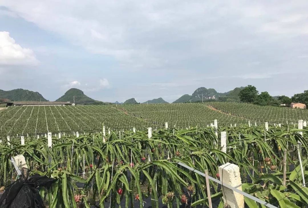 一片郁郁葱葱的火龙果种植园,成排的水泥支架上攀爬着绿色的火龙果枝条,部分枝条上挂着正在成熟的红色火龙果果实,阳光洒落在果园中,背景是蓝天白云下的丘陵地貌 火龙果果园全景图
