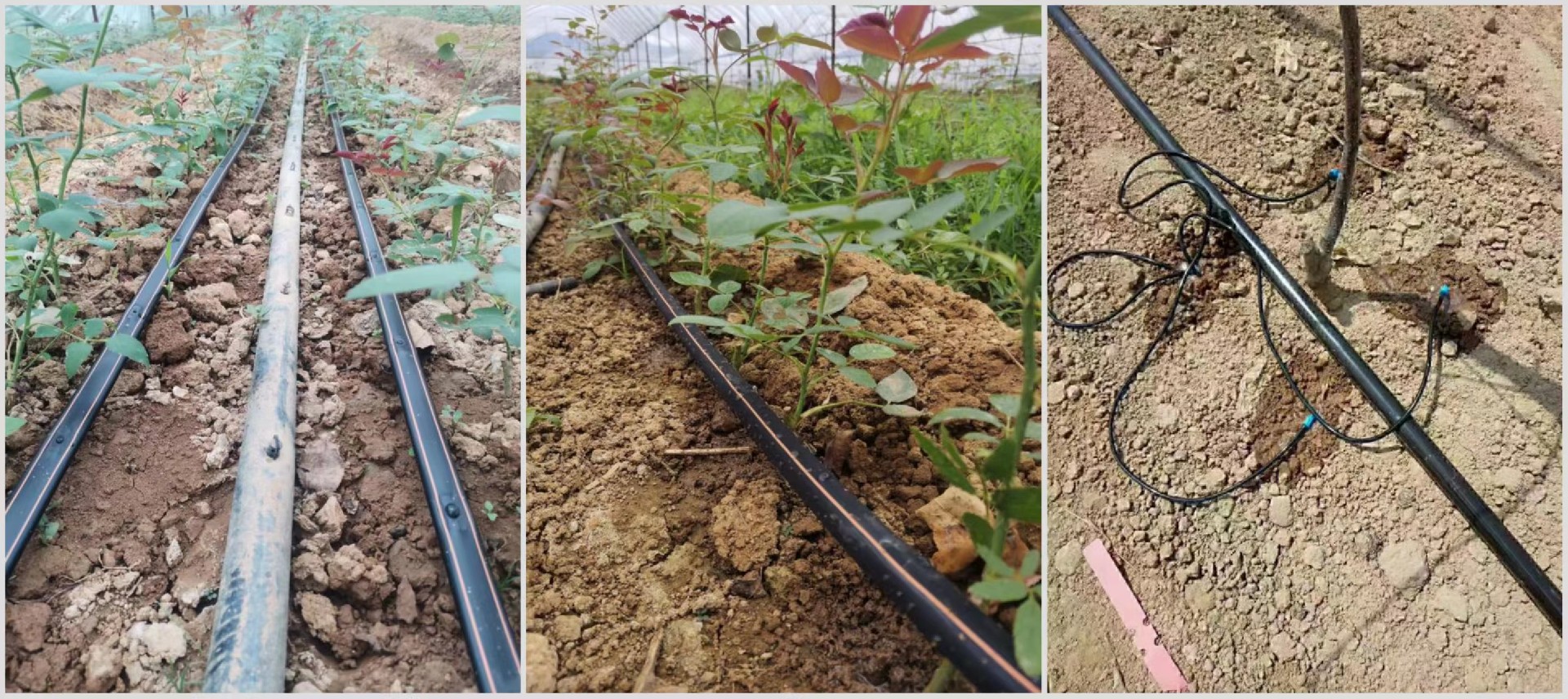 一张清晰的技术示意图,展示四季玫瑰种植行下方铺设的滴灌管道,每个植株位置设有滴头,连接主水管和过滤器,旁边标注水流方向和滴头间距(50厘米),图示还包括阀门、压力表和肥料注入装置,体现完整的智能灌溉系统设计 四季玫瑰滴灌系统安装示意图