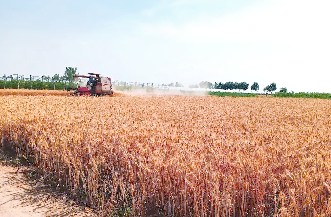 一台黄色的联合收割机正在金黄色的成熟油菜田中作业,割台切割角果层,脱粒装置运转,尾部排出秸秆碎屑,驾驶室玻璃反光可见操作员,天空晴朗,地面略有尘土飞扬 油菜机械化联合收获作业场景