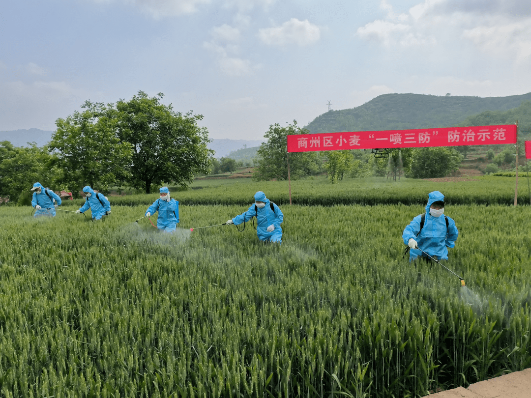 一名穿着防护服的农民手持背负式电动喷雾器,在麦田中对准刺儿菜植株进行定向喷雾作业;喷头距离植株约50厘米,雾化均匀;旁边插有标牌注明‘刺儿菜防治试验区’ 农民正在田间喷洒除草剂操作现场