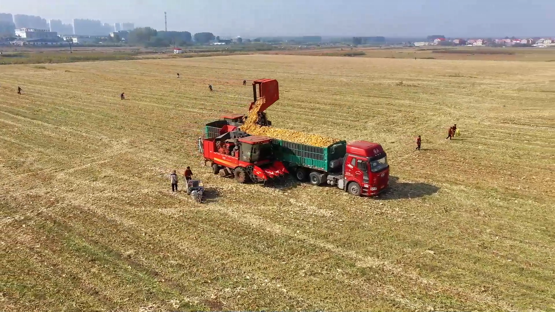 现代化农机收割玉米现场