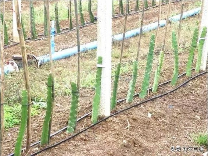图示:水泥柱式支架上火龙果主蔓(垂直向上)、侧蔓(水平下垂)标准形态;标注关键尺寸:主蔓高度1.5 m、侧蔓节位12–15节、侧蔓间距≥20 cm;背景可见剪口保护处理与滴灌带布设位置 火龙果标准化整形修剪示意图
